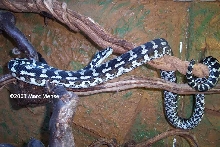 Jungle Carpet Python