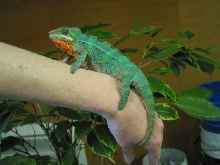 3 month old Picasso Male