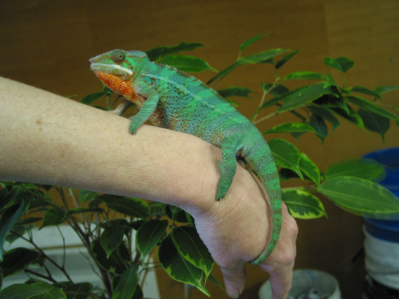 3 month old Picasso Male