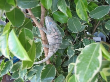 Mafana Female