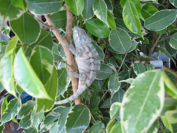 Mafana Female