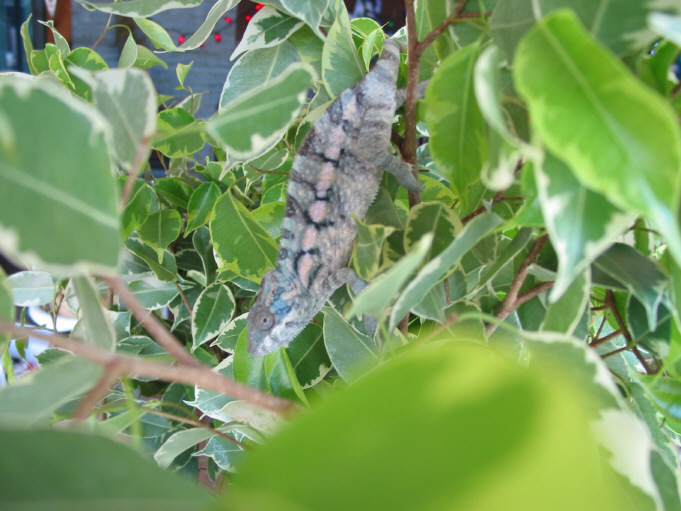 Another pic of Mafana female