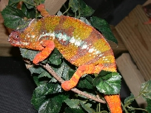 Original Picture of Spirit taken by importer