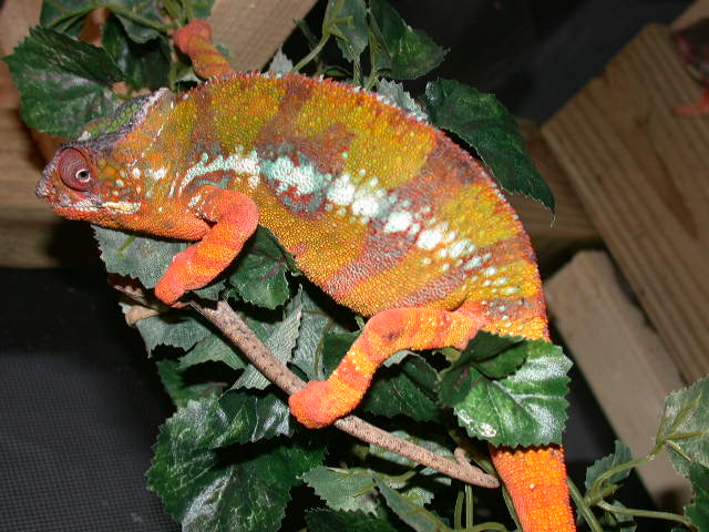 Original Picture of Spirit taken by importer