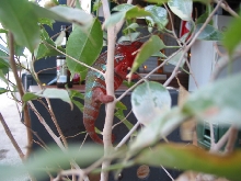 Red Picasso Male
