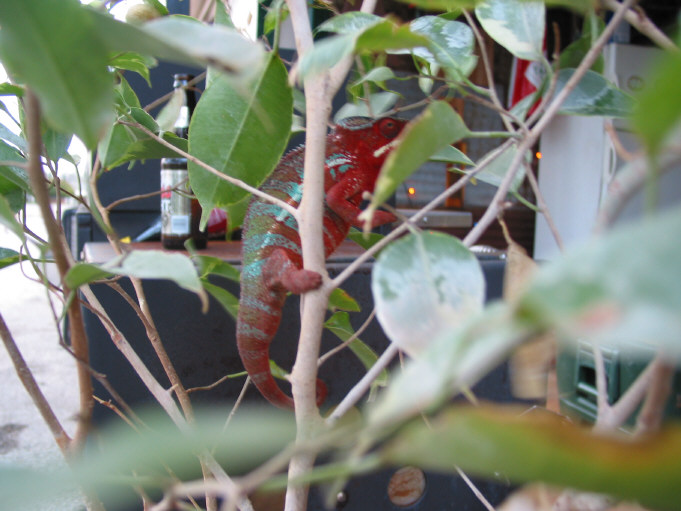 Red Picasso Male