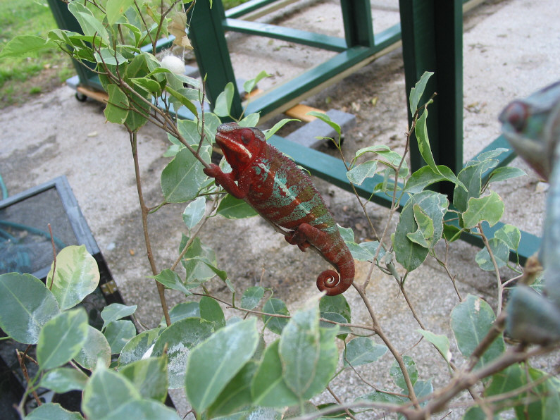 Red Picasso Male