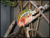 Ambilobes breeding