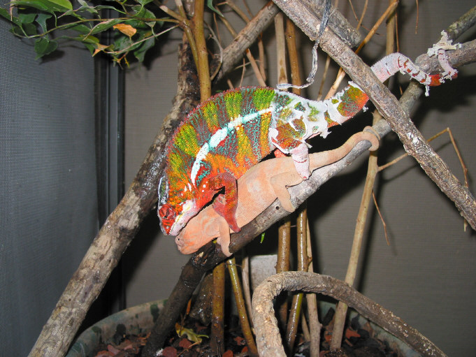 Ambilobes breeding