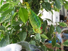 Young Mafana Male