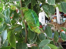 Another photo of Young Mafana Male