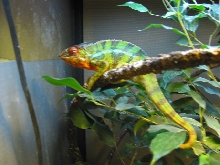 Ambilobe just in from Madagascar