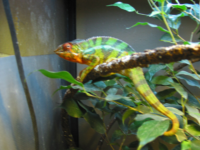 Ambilobe just in from Madagascar