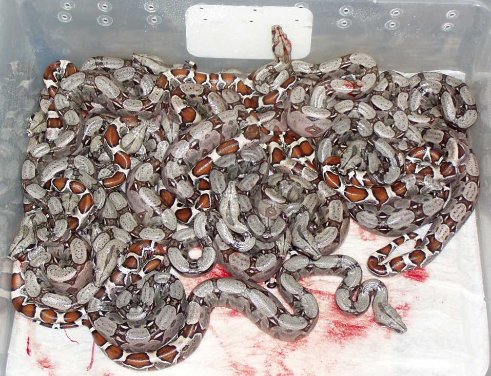 2004 Guyana X Coral Albino Colombian Litter