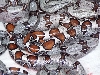 2004 Guyana X Coral Albino Colombian Litter
