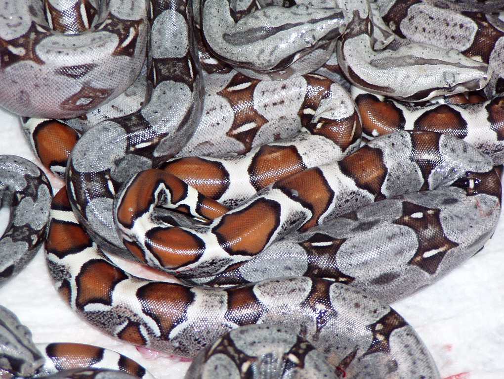 2004 Guyana X Coral Albino Colombian Litter