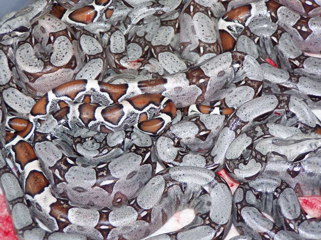 2004 Guyana X Coral Albino Colombian Litter