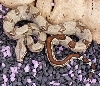 2004 Stripe Het  Albino Male