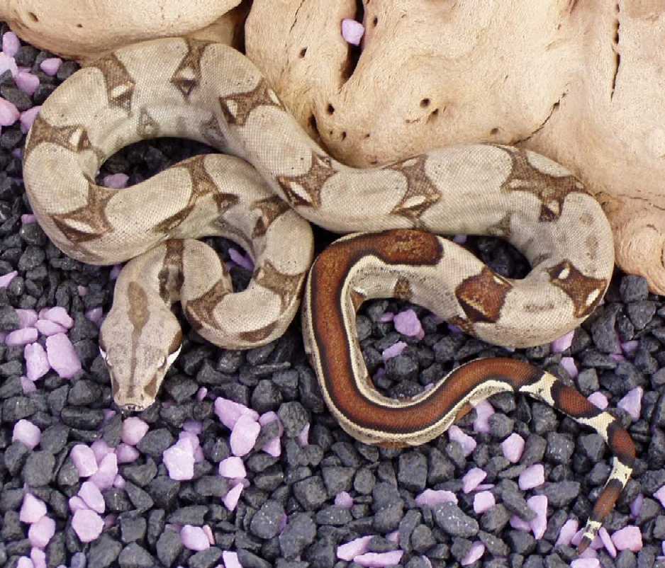 2004 Stripe Het  Albino Male