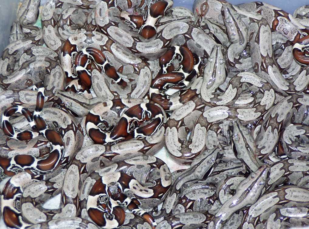 2004 Surinam Litter