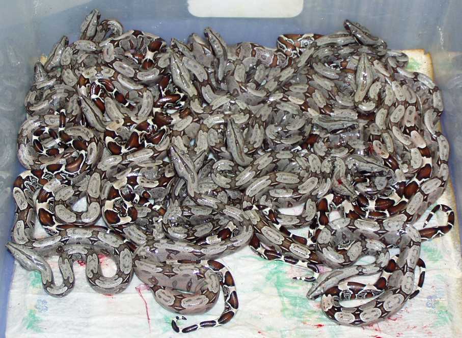 2004 Surinam Litter