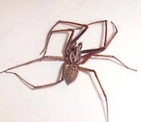 What kind is he?