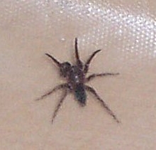 Brown Sac Spider?? ID please!