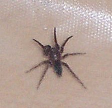 Brown Sac Spider?? ID please!