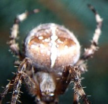 Cross Spider