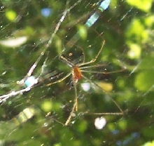 Better photo of abdomen