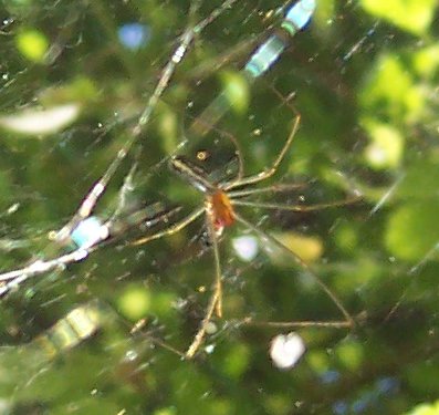 Better photo of abdomen