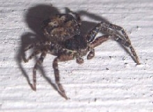 Crab Spider
