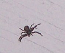 Crab Spider