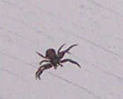 Crab Spider