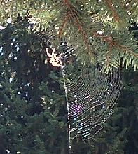 Cross Spider and Web