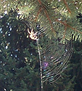 Cross Spider and Web