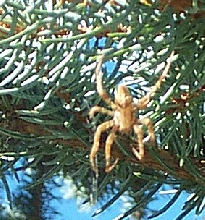 Cross Spider 1