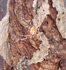 Cross Spider