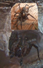 Funnel weavers