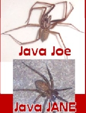 The Javas-Are they a good pair?