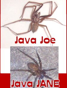 The Javas-Are they a good pair?