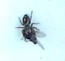 Jumping Spider Eating