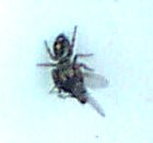 Jumping Spider Eating