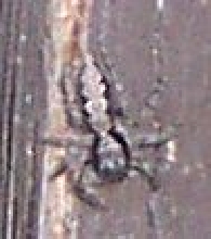 Jumping Spider-Cool!