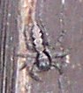 Jumping Spider-Cool!