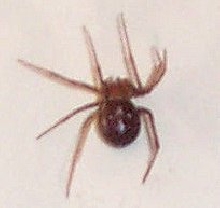 Little Girl...what is she?