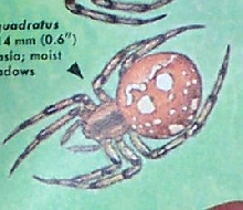 araneus quadratus