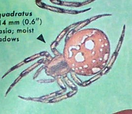 araneus quadratus