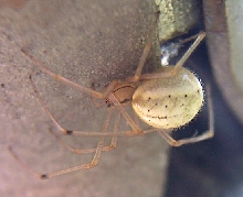 Enoplognatha ovata?