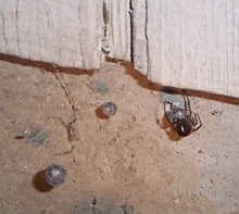 steatoda grossa